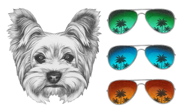 Yorkshire Terrier Perro con gafas de sol espejo —  Fotos de Stock