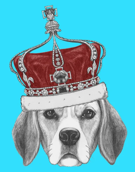 stock image Portrait of Beagle Dog with crown