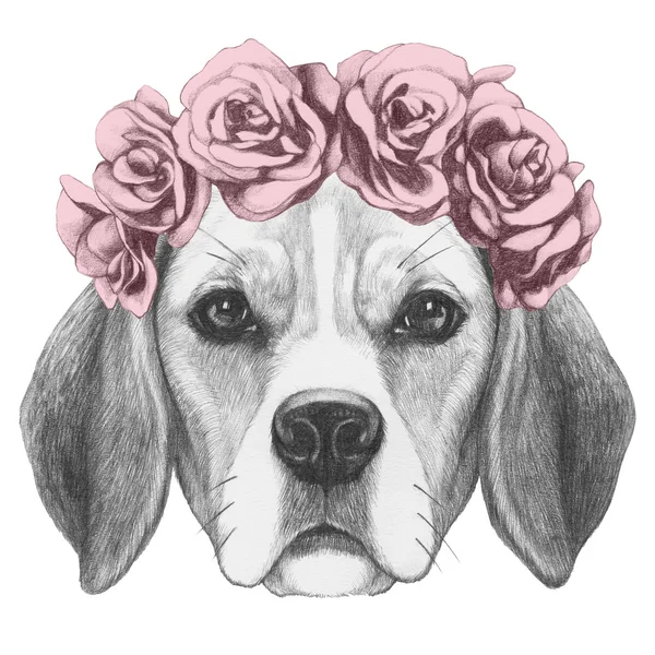 Anjing Beagle dengan karangan bunga kepala — Stok Foto