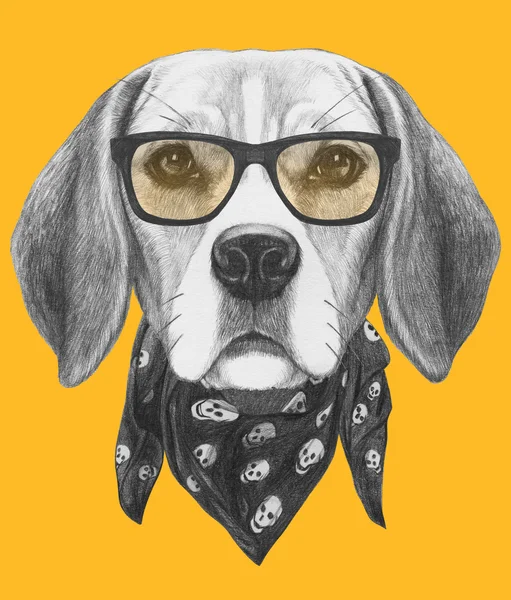 Porträt eines Beagle-Hundes mit Brille und Schal — Stockfoto
