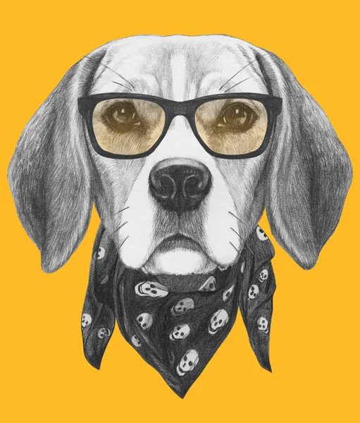 Beagle köpek portre ile gözlük ve eşarp