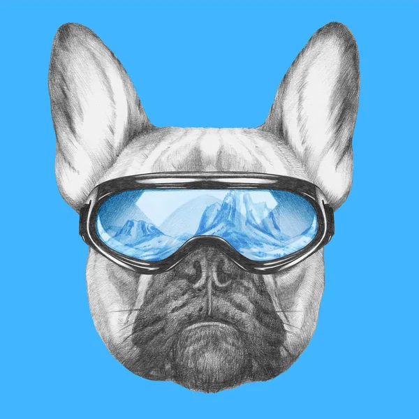 Porträtt av Fransk Bulldog med ski skyddsglasögon — Stockfoto