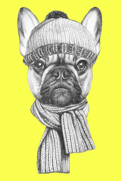 Bulldog francês com cachecol e chapéu — Fotografia de Stock