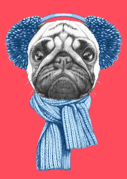 Пёс-мопс с шарфом и наушниками — стоковое фото
