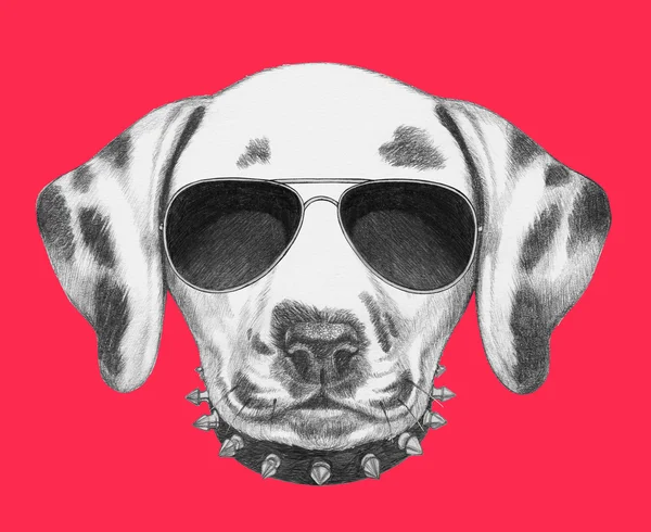 Güneş gözlüğü ve yaka ile Dalmaçya köpeği — Stok fotoğraf