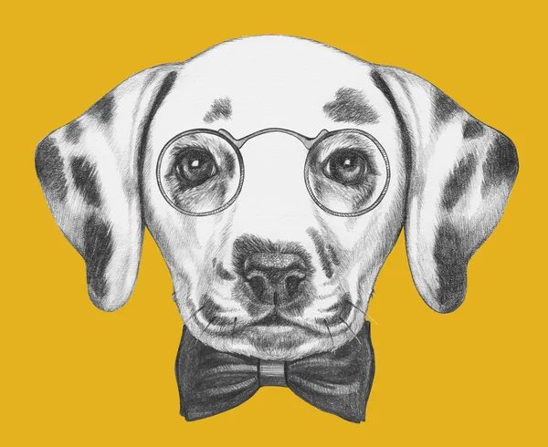 达尔马提亚狗戴着眼镜，领结 — 图库照片