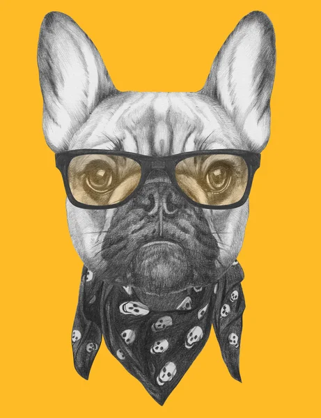 Bulldog francés con gafas y bufanda . — Foto de Stock