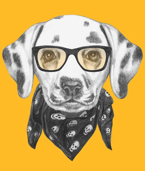 Cão dálmata com óculos e cachecol — Fotografia de Stock