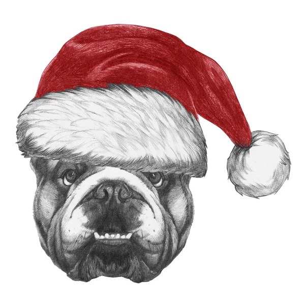 Bulldog Inglês com chapéu de Santa — Fotografia de Stock