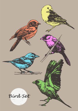 elle çizilmiş kuşlar set.