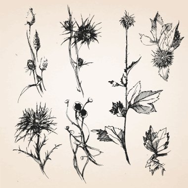 Bitkilerin çizilmiş Eskizler.