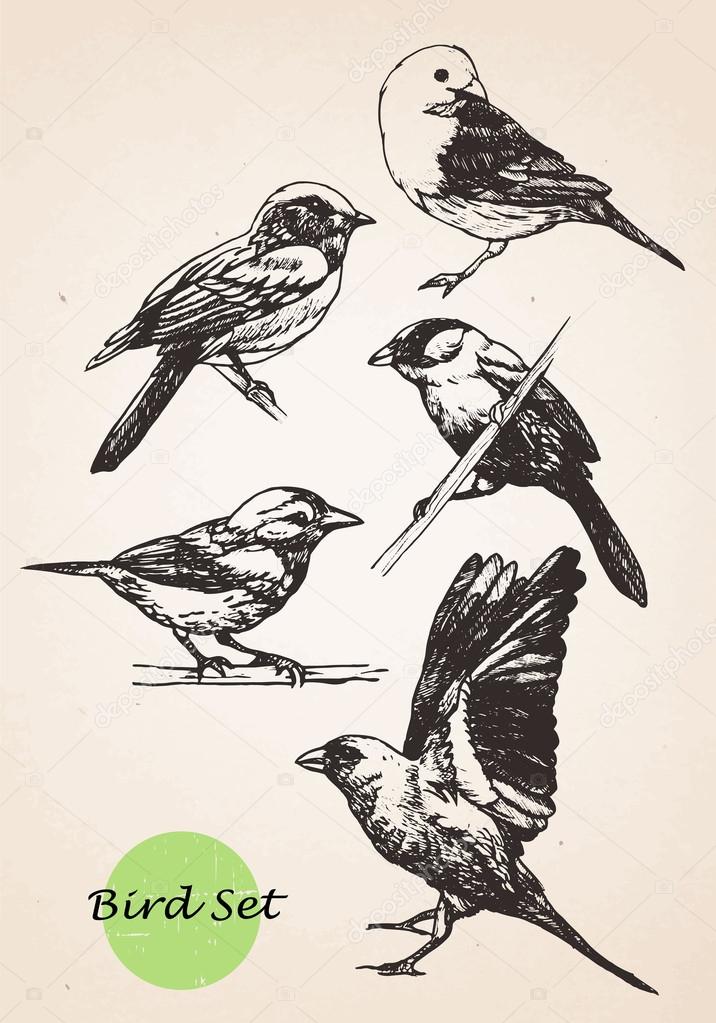 Set of hand drawn birds.