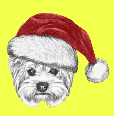 Yorkshire Terrier köpek Noel Baba şapkası ile