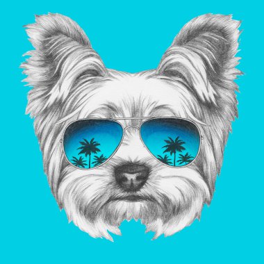 Yorkshire Terrier köpek ayna güneş gözlüğü ile