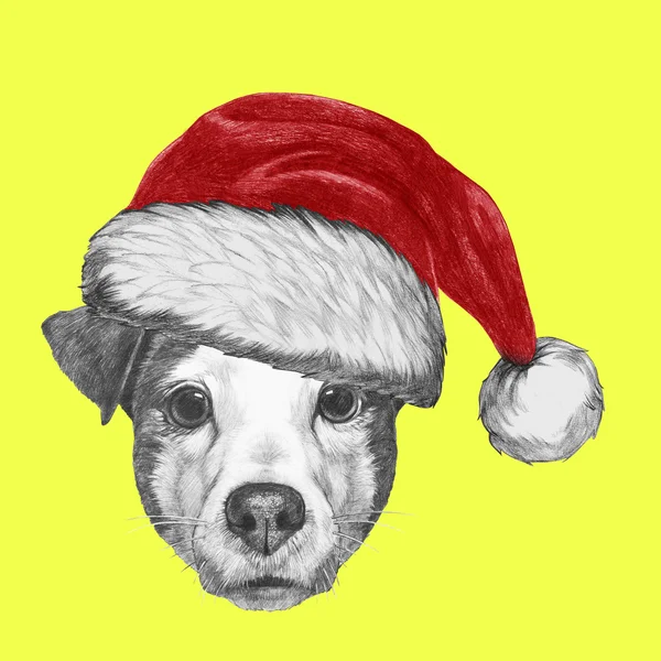 stock image Jack Russell Dog with Santa Hat