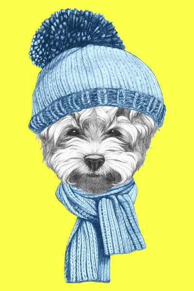 Maltês Pudim Dog com chapéu e cachecol — Fotografia de Stock