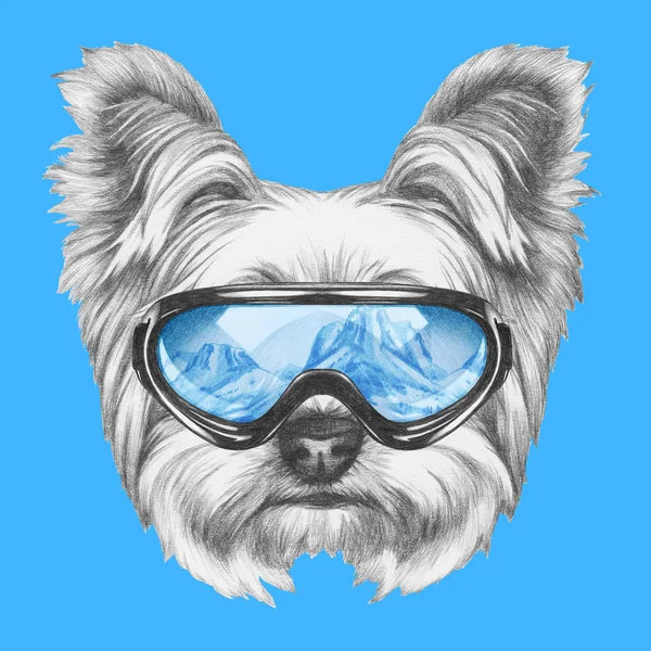 Yorkshire Terrier köpek ile Kayak koruyucu gözlük
