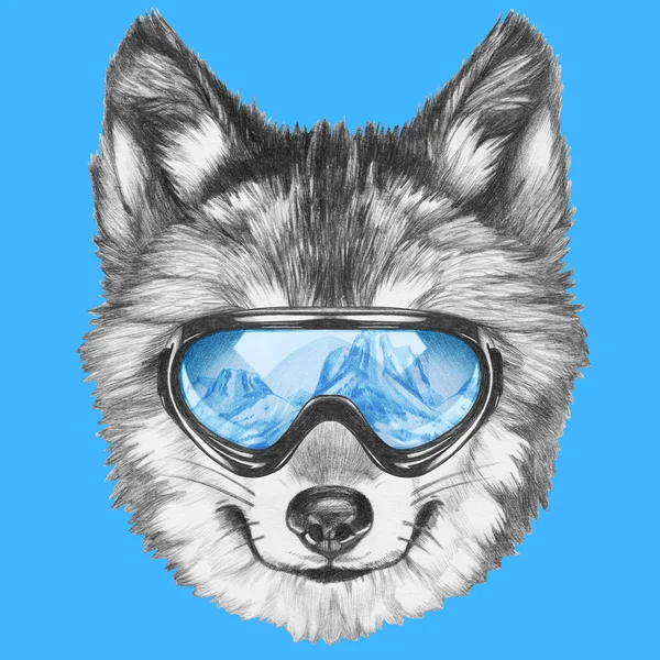 Wolf with ski goggles — Stock Photo, Image