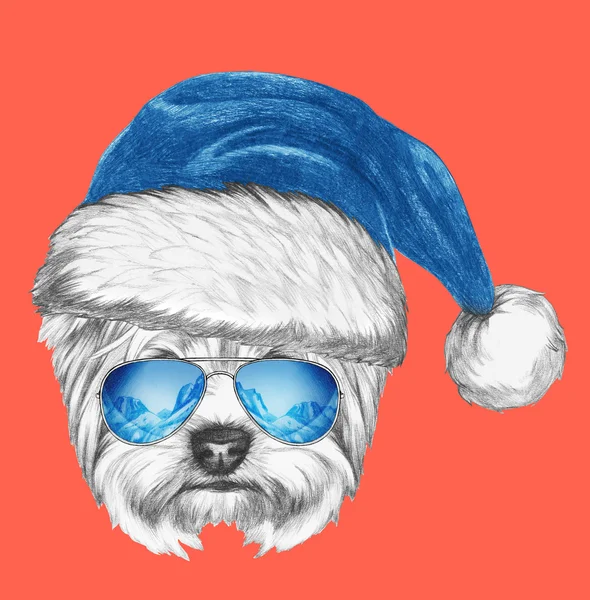 Santa şapka ve güneş gözlüğü ile Yorkshire korkunç