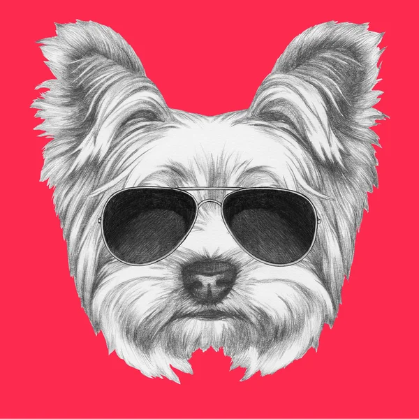 Yorkshire Terrier Chien avec lunettes de soleil — Photo