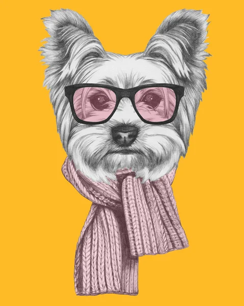 Γιορκσιαρ Τεριερ σκυλί με γυαλιά και κασκόλ — Φωτογραφία Αρχείου