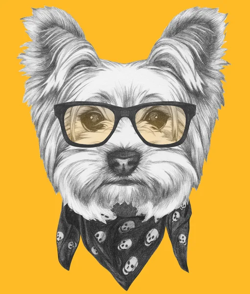 Yorkshire Terrier pies z okulary i szalik — Zdjęcie stockowe