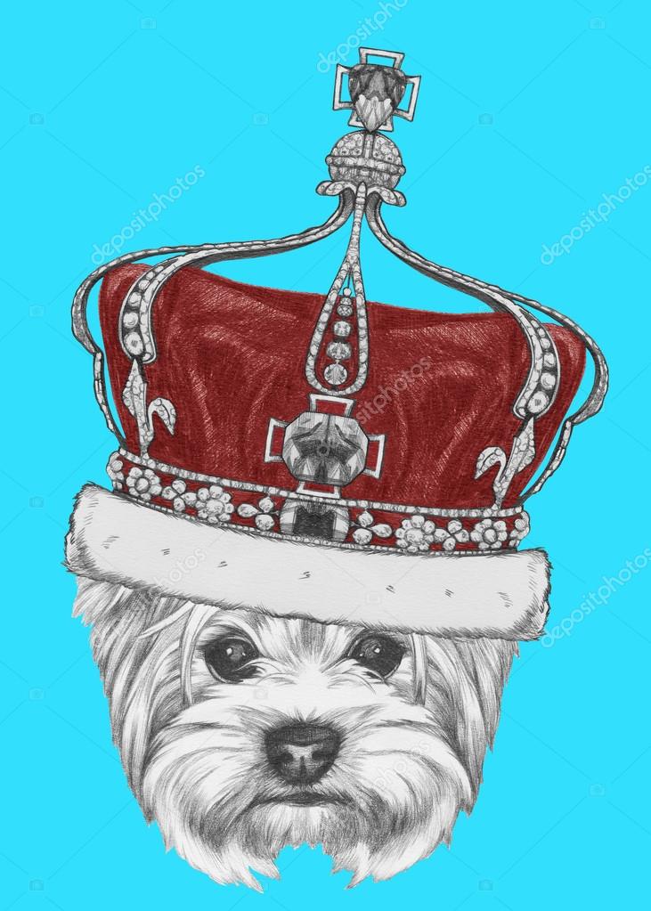 https://st2.depositphotos.com/5509648/8511/i/950/depositphotos_85117226-stock-photo-yorkshire-terrier-dog-with-crown.jpg