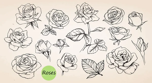 Set di rose disegnate a mano — Vettoriale Stock