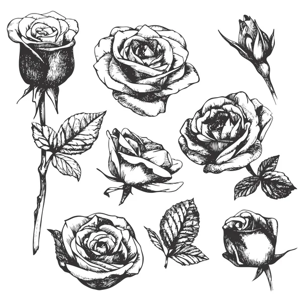 Rosas dibujadas a mano muy detalladas — Vector de stock