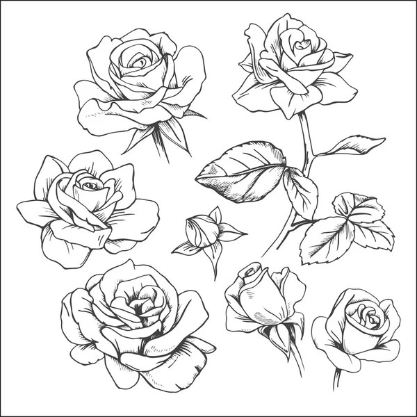 Ensemble de roses dessinées à la main — Image vectorielle