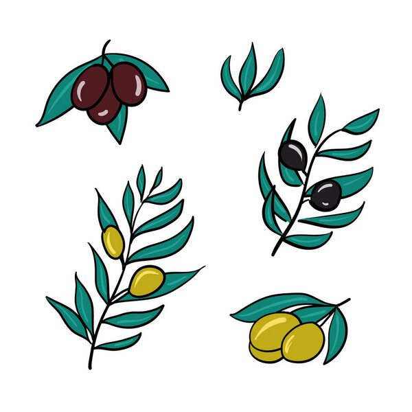 A set of olive branches on a white background. Isolated.