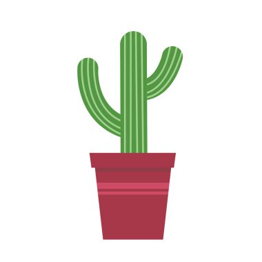 Tencerede dallanan bir kaktüs beyaz arka planda izole edilir..