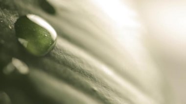 Yağmur damlaları üzerindeki bitki yaprak