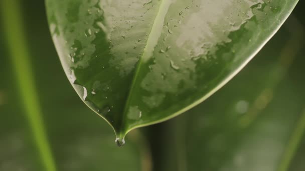 Regentropfen auf einem Pflanzenblatt — Stockvideo