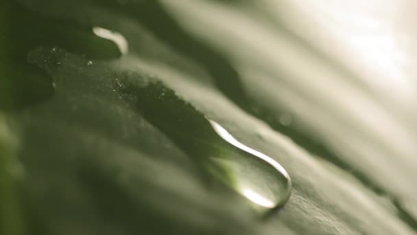 Krople deszczu na liść roślina — Wideo stockowe