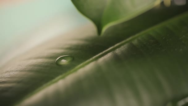 Капли дождя на листьях растений — стоковое видео