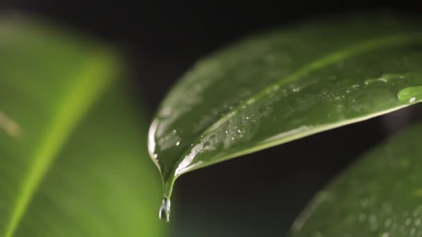 Gotas de lluvia en una hoja de planta — Vídeos de Stock