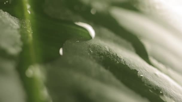 Gotas de lluvia en una hoja de planta — Vídeos de Stock