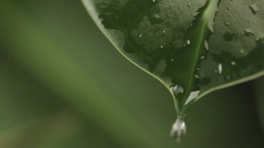 Yağmur damlaları üzerindeki bitki yaprak