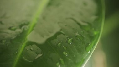 Yağmur damlaları üzerindeki bitki yaprak