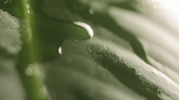 Raindrops on a plant leaf — Stock Video