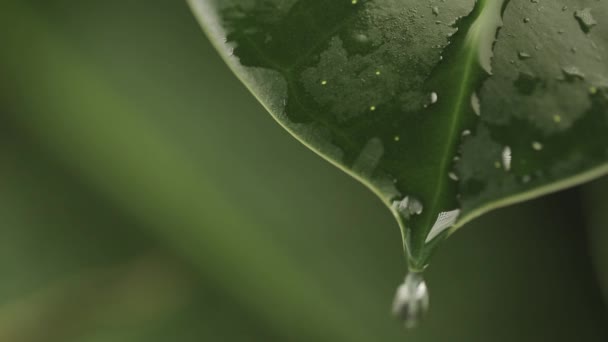 Regendruppels op een blad van de plant — Stockvideo