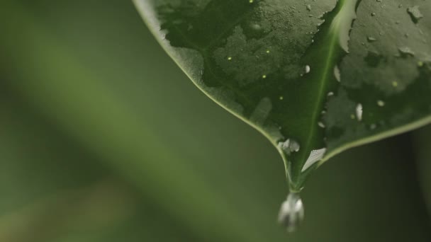 Dešťové kapky na listu rostlin