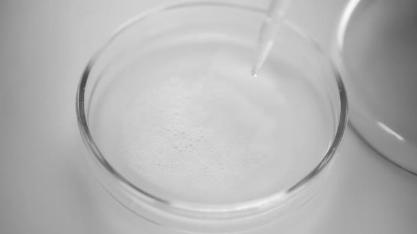 Una pipeta gotea agua en una placa Petri — Vídeos de Stock