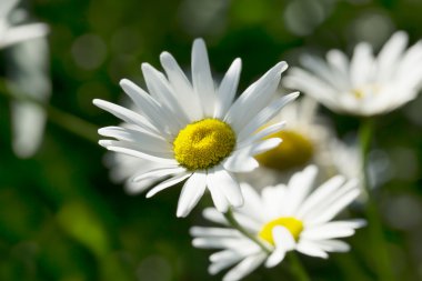 Chamomiles güneş ışığı altında 