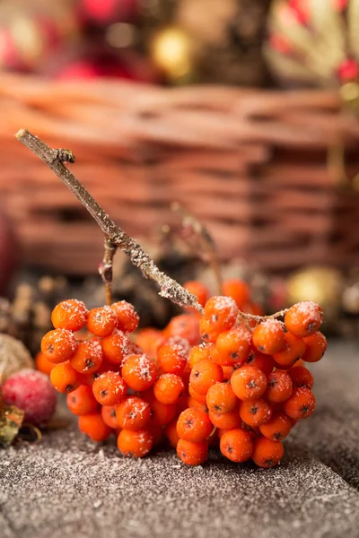 Rowan berries — Stock Photo, Image