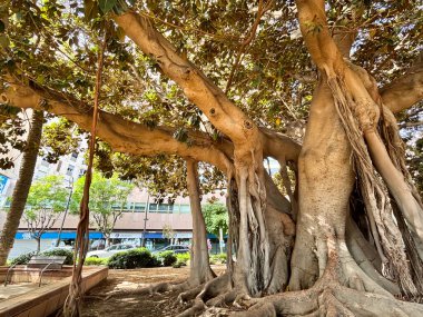 Alicante, İspanya - 15 Ekim 2025: Majestic banyan ağacı geniş köklere ve yemyeşil yapraklara sahip, kentsel park ortamında sakin bir atmosfer yaratıyor.