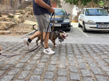 Alicante, İspanya - 15 Ekim 2025: Adam arka planda park etmiş arabalarla parke taşı bir sokakta kahverengi ve beyaz bir pitbull köpeği gezdiriyor