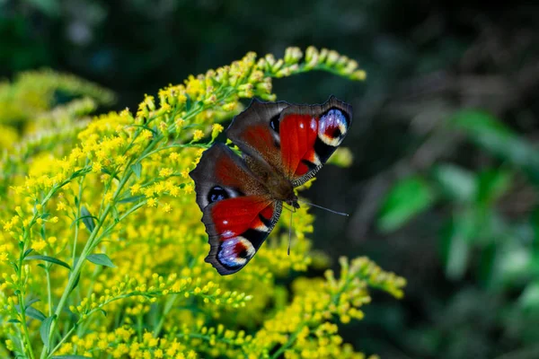 Piękny Motyl Dzikich Kwiatach — Zdjęcie stockowe