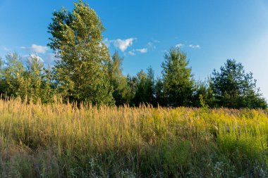 Bozkırda sarı çimenler ve yeşil huş ağaçları